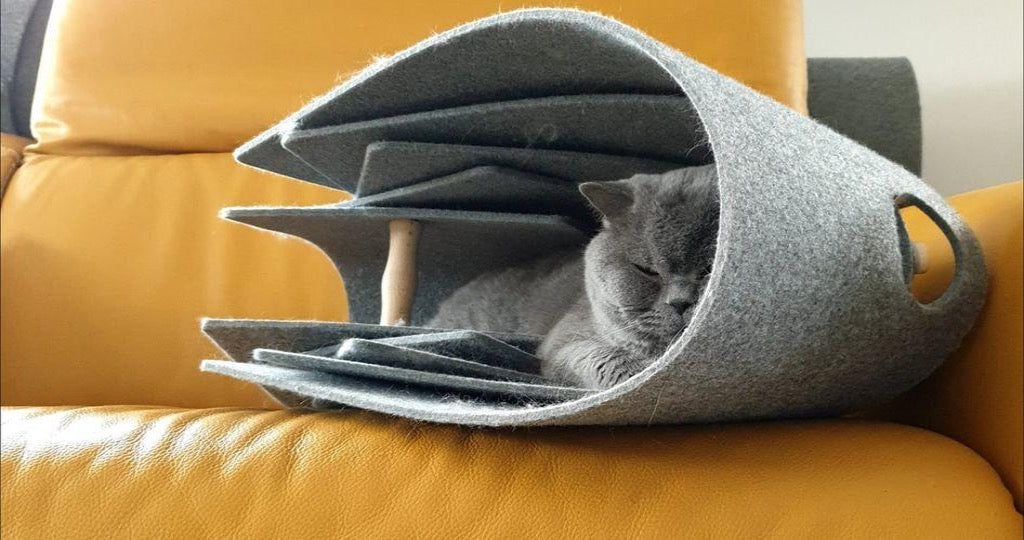 Nautilus Cat Seashell