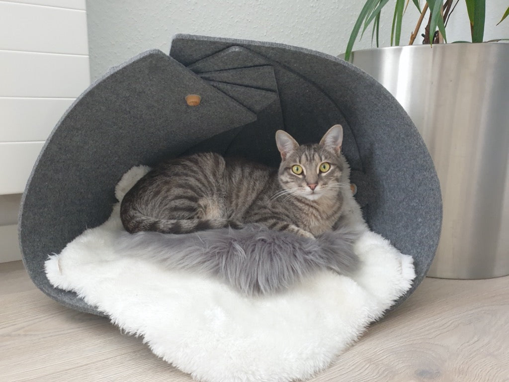 Nautilus Cat Seashell