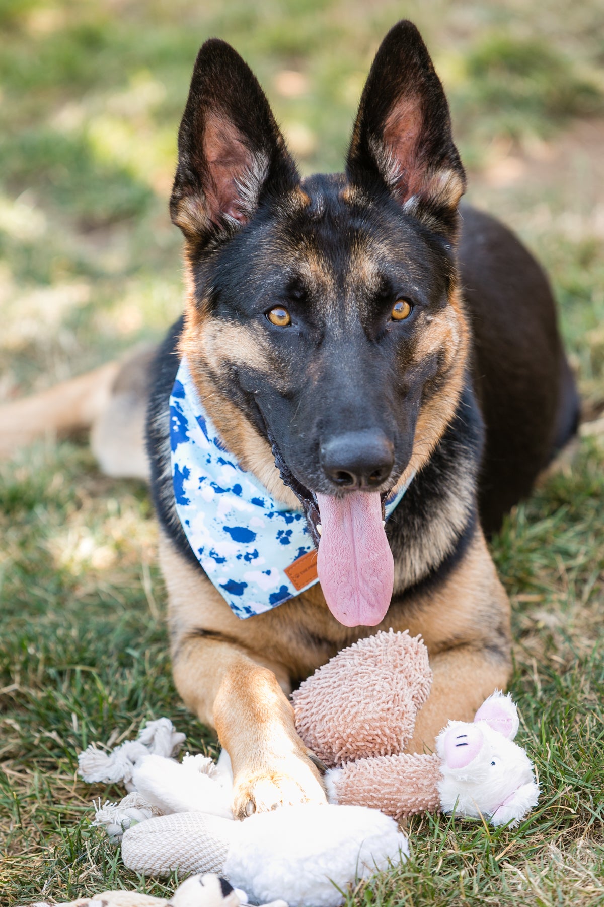 6-Pack Dog Plush Toys