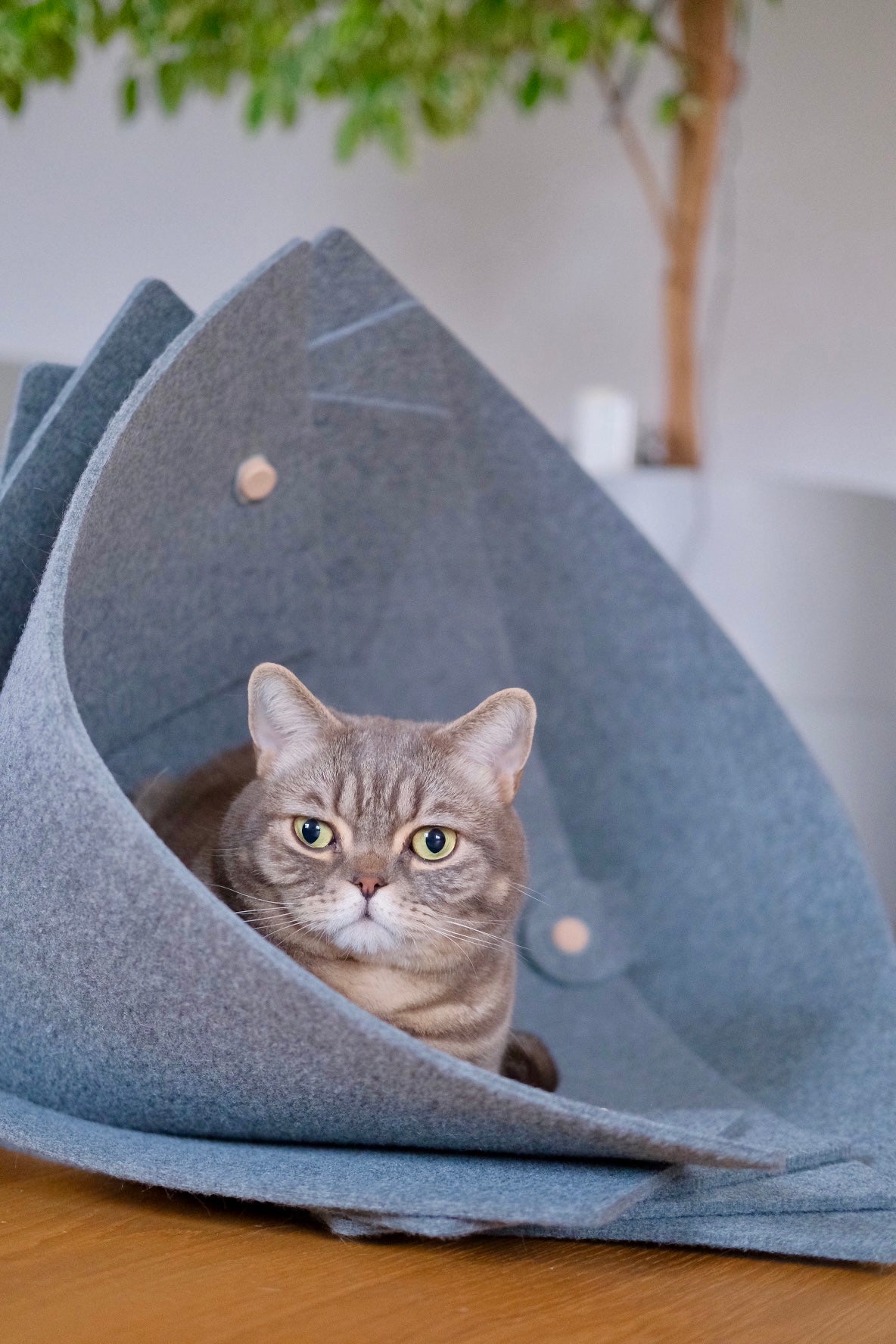 Nautilus Cat Seashell