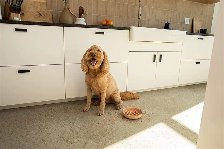 Pet supplies Slow Food  Bowl