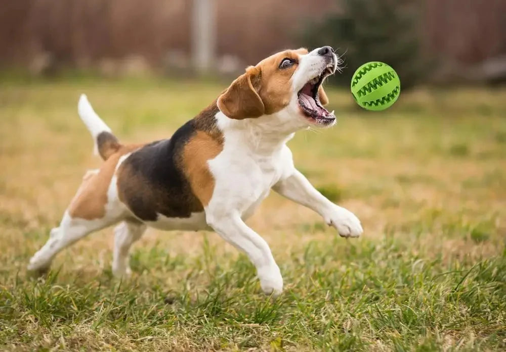 Pet Dog Toy Interactive  Balls